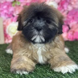 Female Lhasa Apso puppy named Janet for sale at Pet Express Saugus.