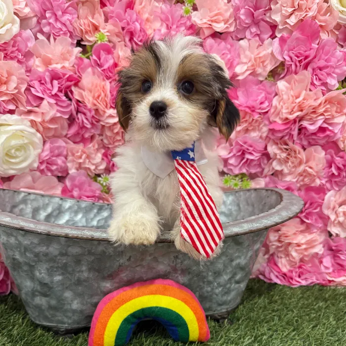Male Yorkshire Terrier Puppy for Sale in Braintree, MA