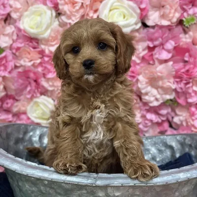 Female Cavapoo Puppy for Sale in Saugus, MA
