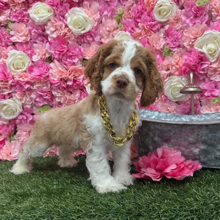 Male Cocker Spaniel Puppy for Sale in Braintree, MA