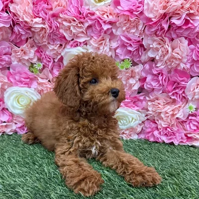 Male Poodle Toy Puppy for Sale in Braintree, MA
