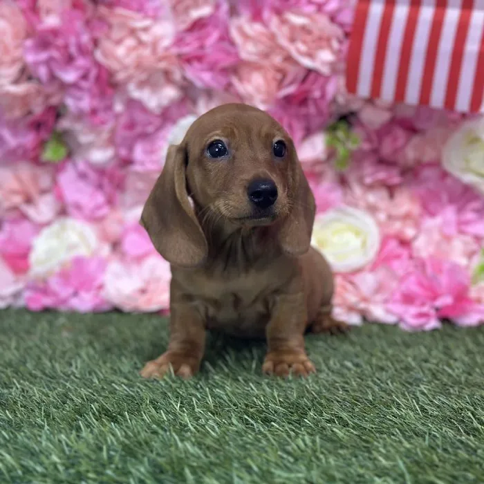 Male Dachshund Puppy for Sale in Saugus, MA