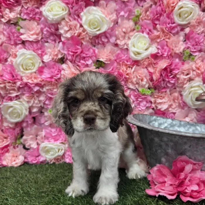 Female Cocker Spaniel Puppy for Sale in Braintree, MA