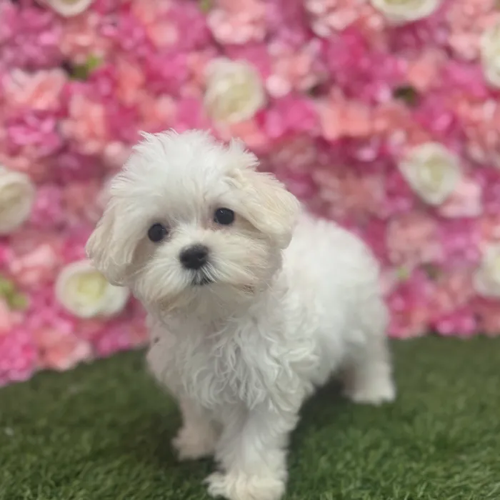 Female Maltese Puppy for Sale in Braintree, MA