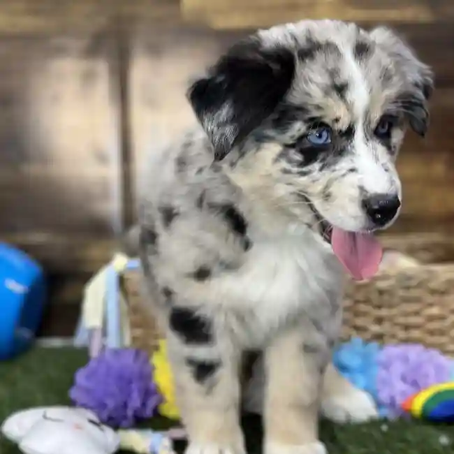 Female Australian Husky Puppy for Sale in Saugus, MA