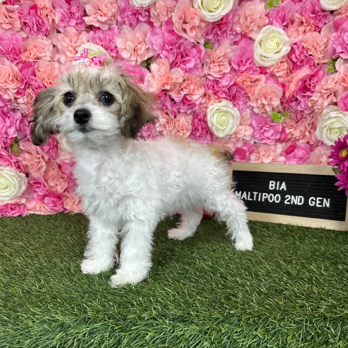 Female Malti-Poo 2Nd Gen puppy named Bia for sale at Pet Express Braintree.