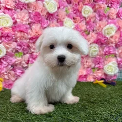 Female Havamalt puppy named Janice for sale at Pet Express Braintree.