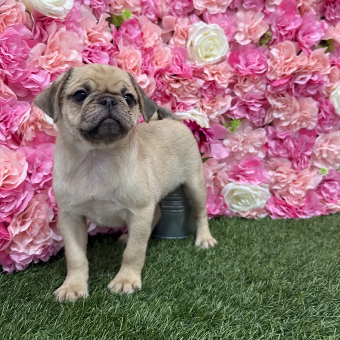 Male Pug Puppy for Sale in Braintree, MA