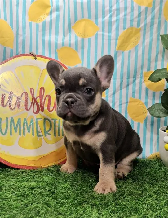 Male French Bulldog puppy named Rolex for sale at Pet Express Braintree.