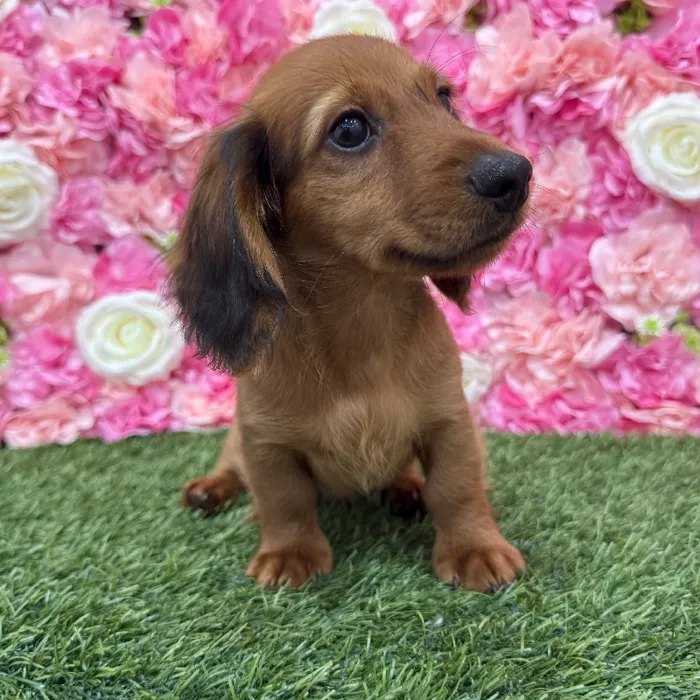 Male Dachshund Puppy for Sale in Braintree, MA