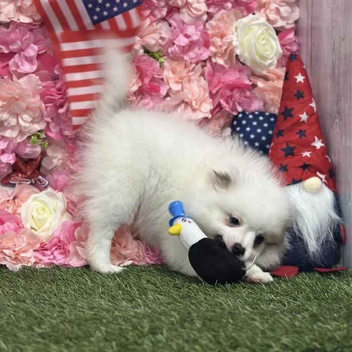 Male Pomimo Puppy for Sale in Saugus, MA