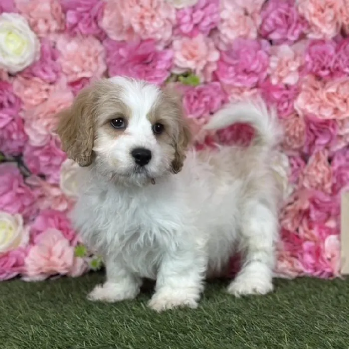 Male Cavachon puppy named Sailor for sale at Pet Express Saugus.