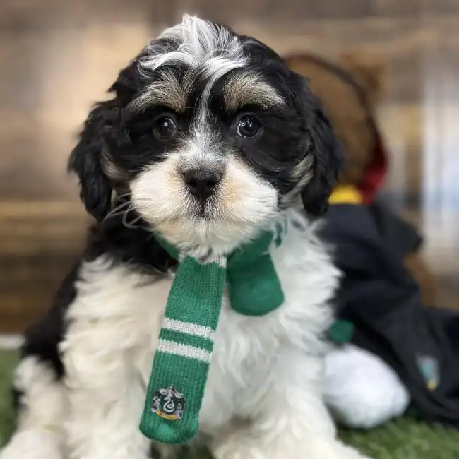 Male Lhasa-Poo Puppy for Sale in Saugus, MA