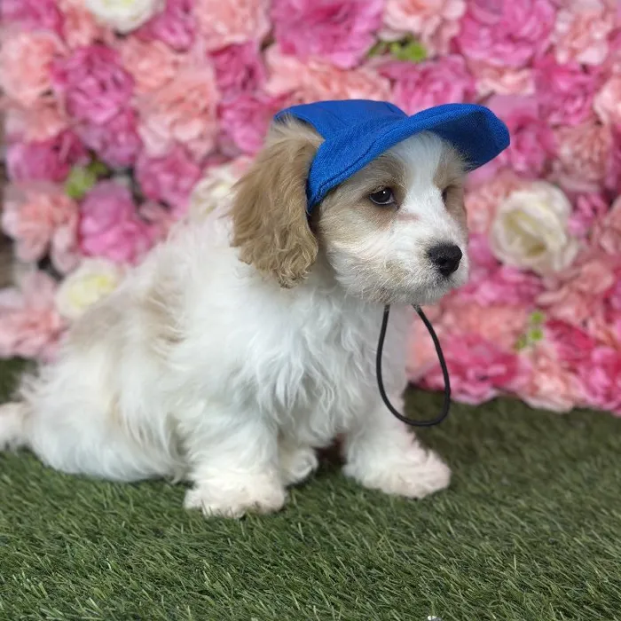 Male Cavachon puppy named Sailor for sale at Pet Express Saugus.