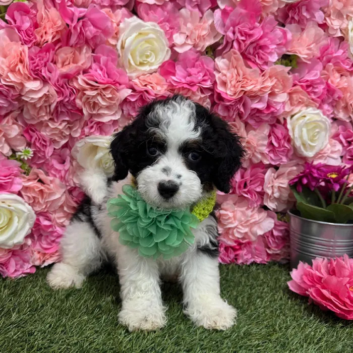 Female Mini Bernedoodle 2nd Gen Puppy for Sale in Braintree, MA