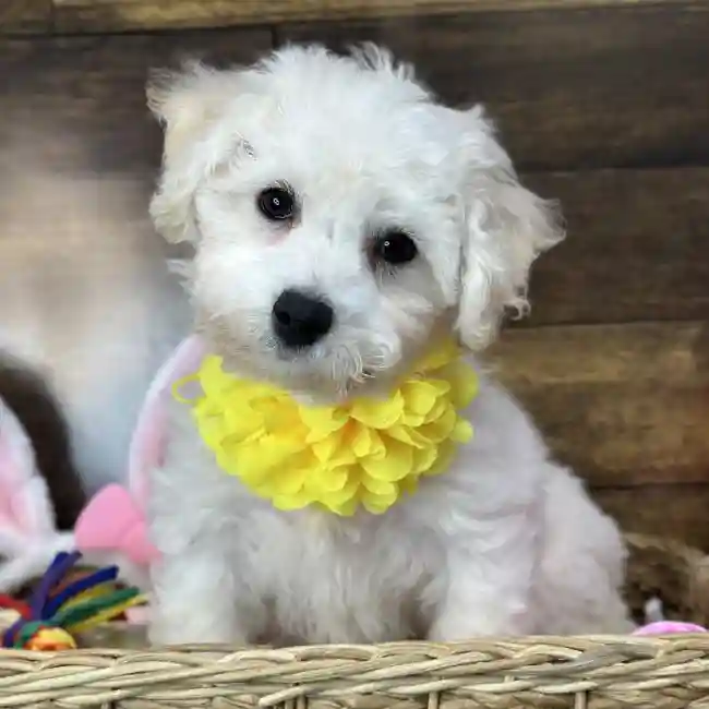 Female Bichon Frise Puppy for Sale in Saugus, MA