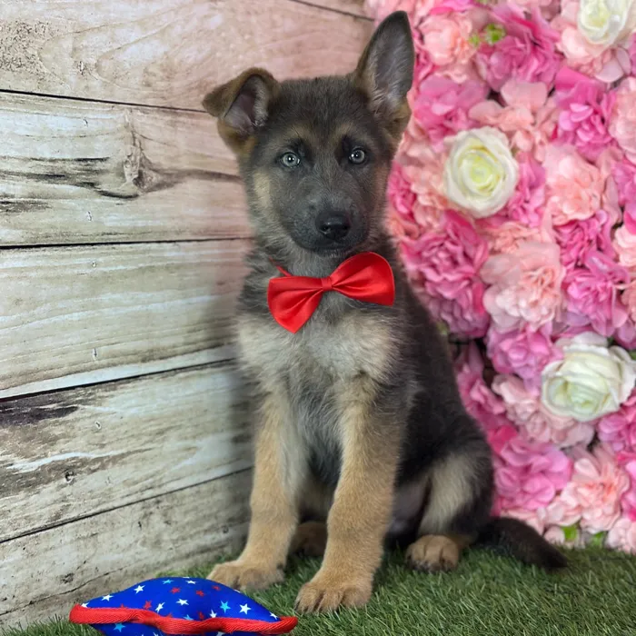 Male German Shepherd Dog puppy named Phil for sale at Pet Express Saugus.