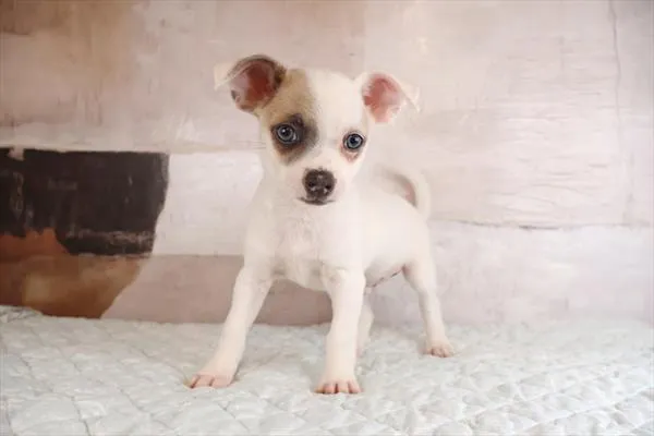 Male Chihuahua puppy named Mango for sale at Pet Express Saugus.