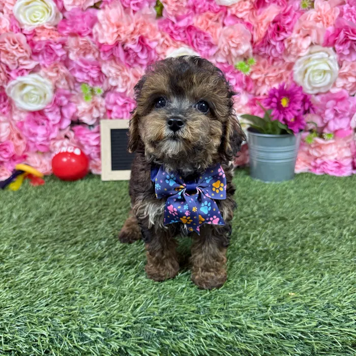 Male Yorkie-Poo 2Nd Gen puppy named Charlie for sale at Pet Express Braintree.