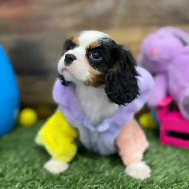 Male Cavalier King Charles Spaniel Puppy for Sale in Braintree, MA