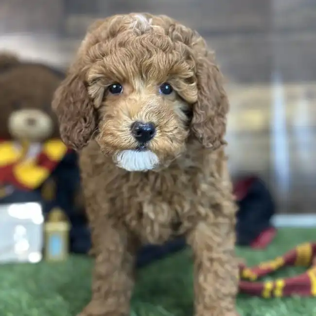 Male Poodle Moyen (Medium) Puppy for Sale in Saugus, MA