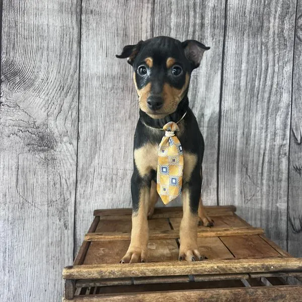 Male Miniature Pinscher puppy named Bruce for sale at Pet Express Saugus.