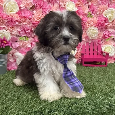 Male Shih-Poo Puppy for Sale in Braintree, MA