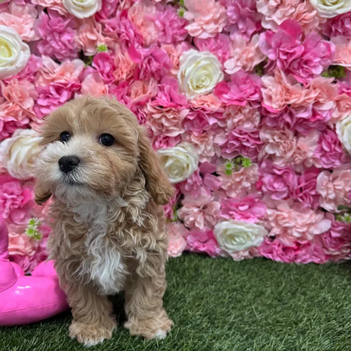 Male Malti-Poo Puppy for Sale in Braintree, MA