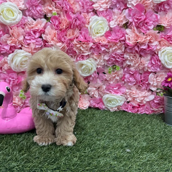 Male Malti-Poo Puppy for Sale in Braintree, MA