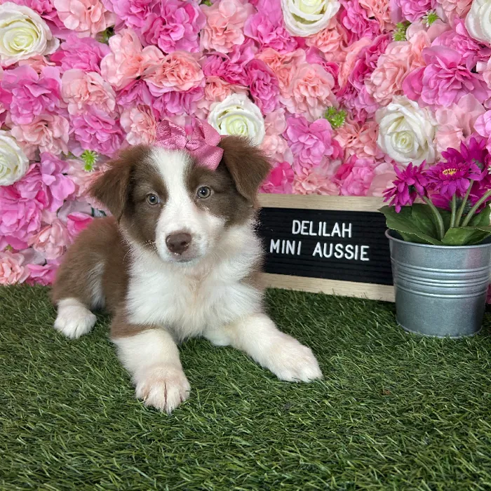 Female Miniature Australian Shepherd puppy named Delilah for sale at Pet Express Braintree.