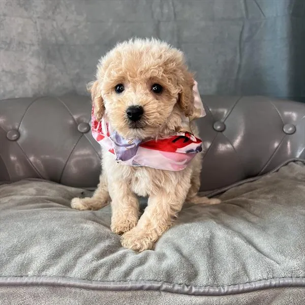 Female Poodle (Mini) puppy named Ginger for sale at Pet Express Saugus.