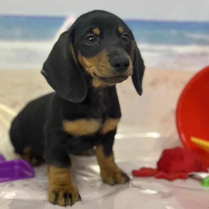 Male Dachshund Puppy for Sale in Saugus, MA