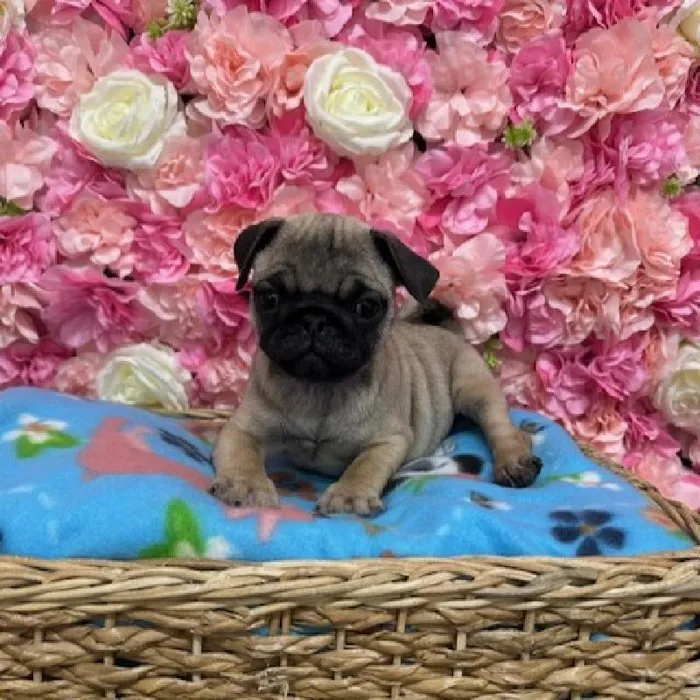 Male Pug Puppy for Sale in Saugus, MA