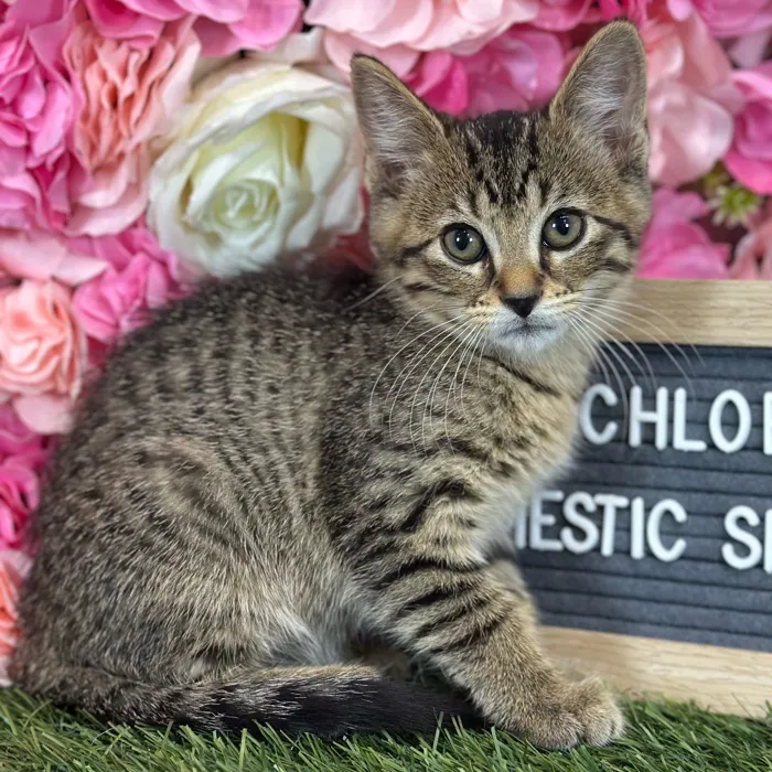 Female Domestic Short Hair kitten named Chloe for sale at Pet Express Saugus.