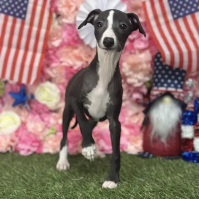 Male Italian Greyhound Puppy for Sale in Saugus, MA