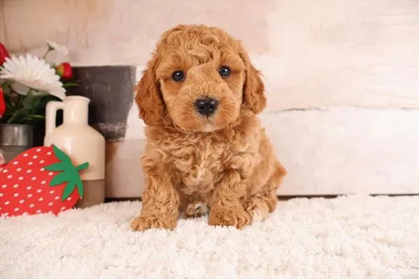 Male Mini Goldendoodle F2 puppy named Cabro for sale at Pet Express Saugus.