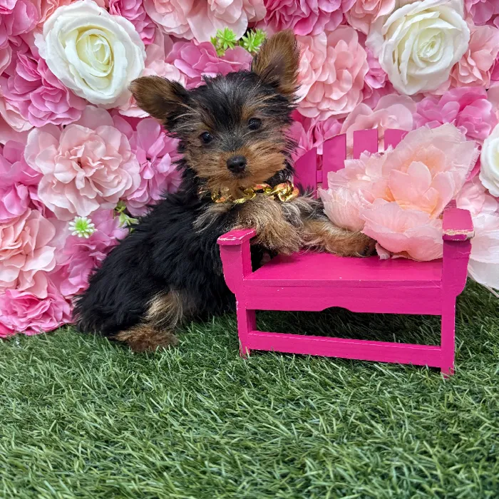 Male Yorkshire Terrier Puppy for Sale in Braintree, MA