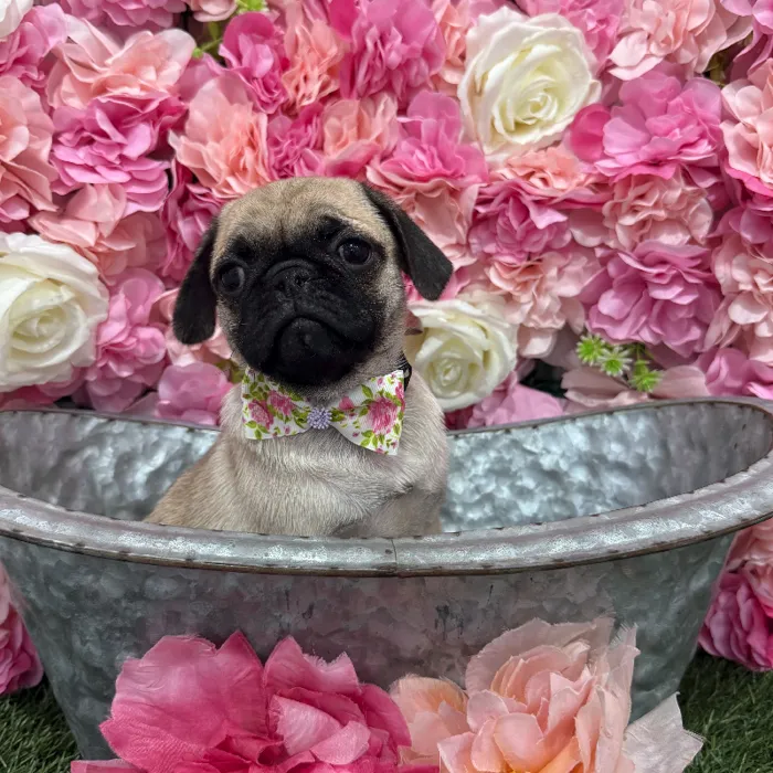 Male Pug Puppy for Sale in Braintree, MA