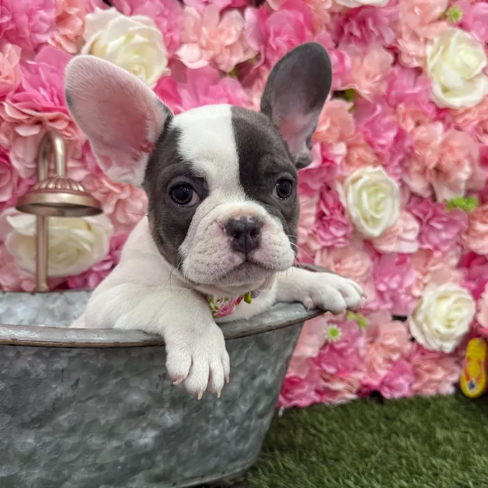Male French Bulldog Puppy for Sale in Braintree, MA