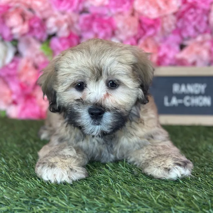 Male La-Chon puppy named Randy for sale at Pet Express Saugus.