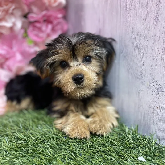 Female Yorkshire Terrier Puppy for Sale in Saugus, MA