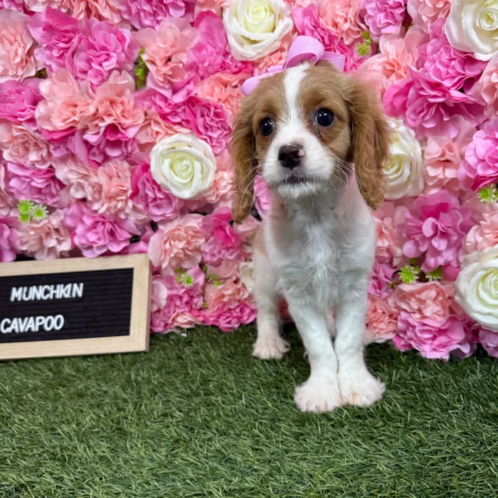Female Cavapoo puppy named Munchkin for sale at Pet Express Braintree.