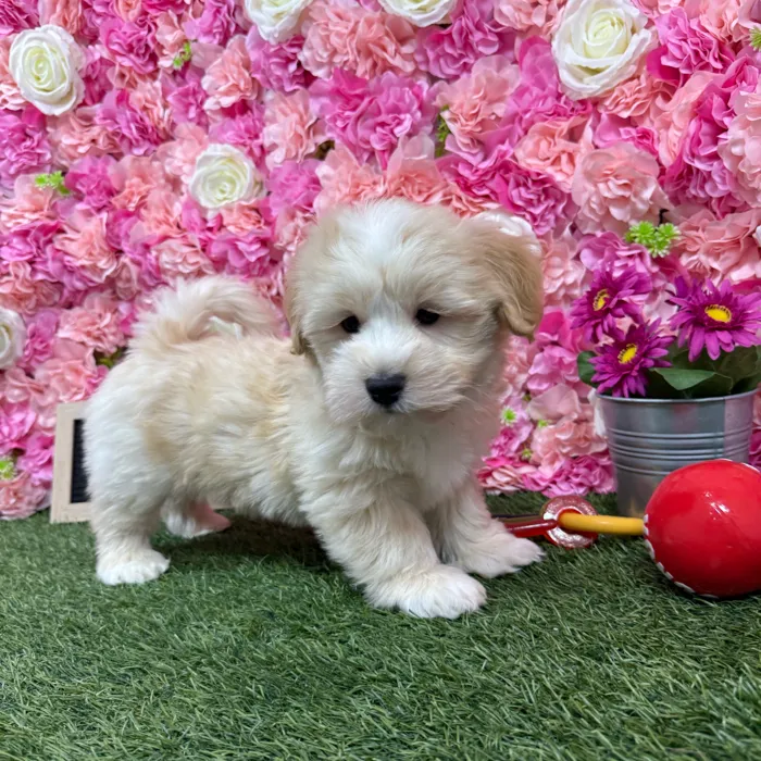 Male Havanese puppy named Jackson for sale at Pet Express Braintree.