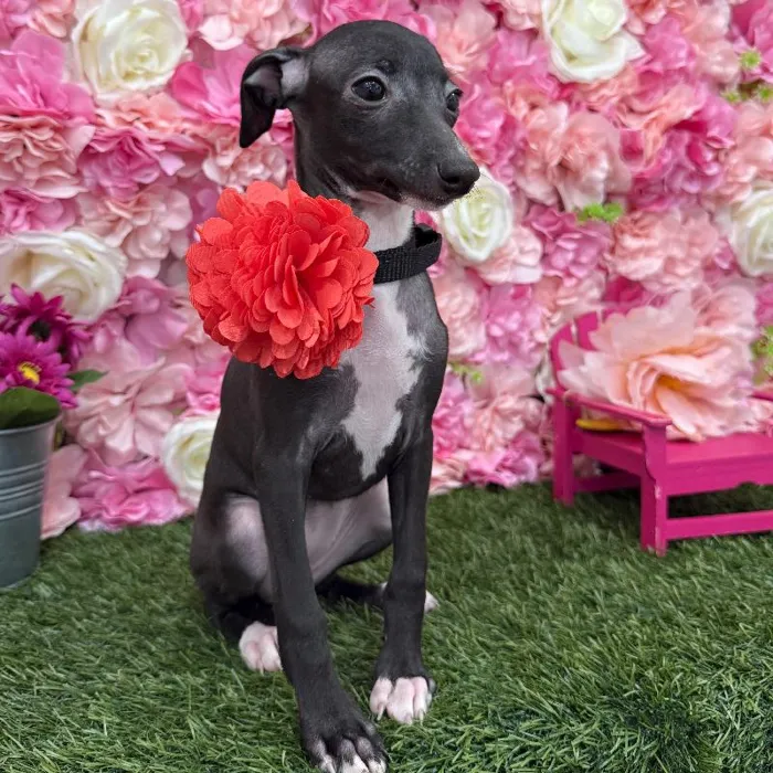 Female Italian Greyhound Puppy for Sale in Braintree, MA