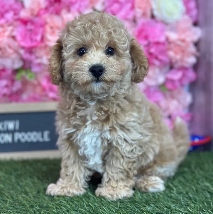 Male Bichon-Poodle puppy named Kiwi for sale at Pet Express Saugus.