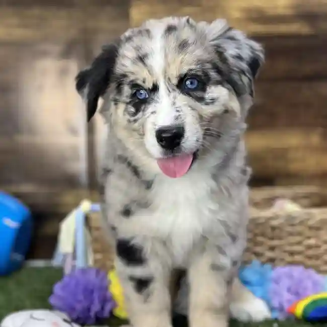Female Australian Husky Puppy for Sale in Saugus, MA