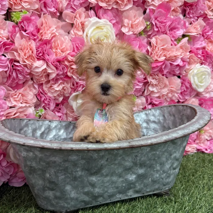 Male Morkie Puppy for Sale in Braintree, MA