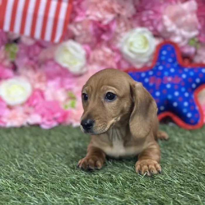 Male Dachshund Puppy for Sale in Saugus, MA