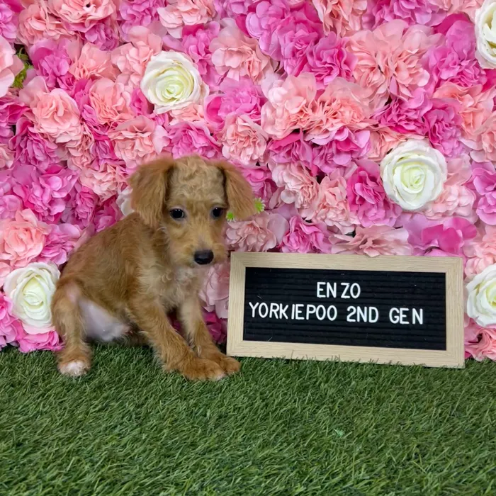 Male Yorkie-Poo 2Nd Gen puppy named Enzo for sale at Pet Express Braintree.
