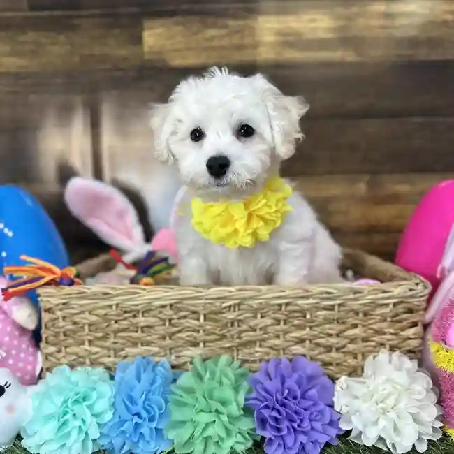 Female Bichon Frise Puppy for Sale in Saugus, MA